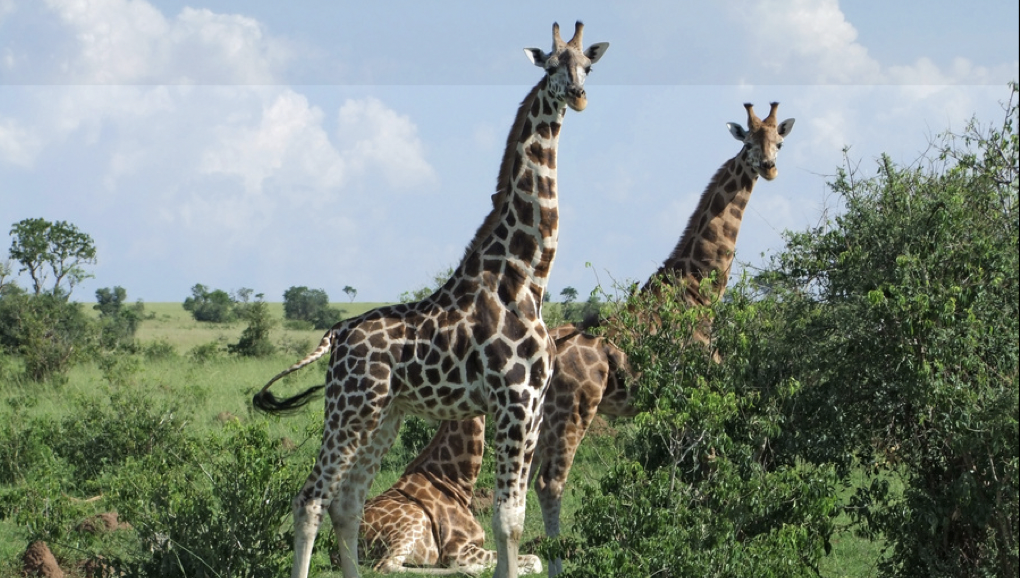 Out-of-Africa-2-1-1.png