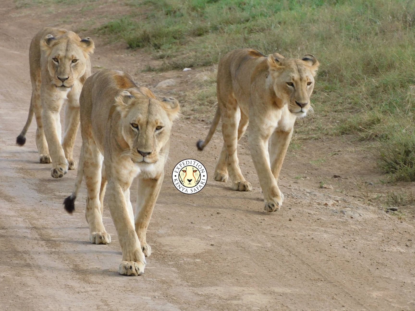 lions_nairobi_national_park_Yz4dLmZ