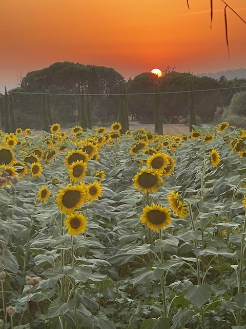 Image003 53510997180 Z